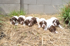 All of the Pups
